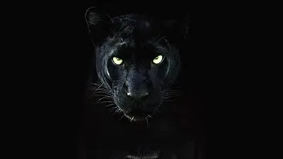  مستند The Real Black Panther 2020